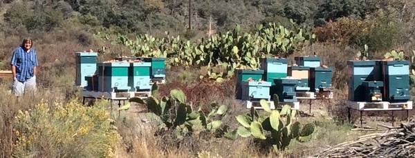 Live Bee Removal and Relocation (All Southern Cal)