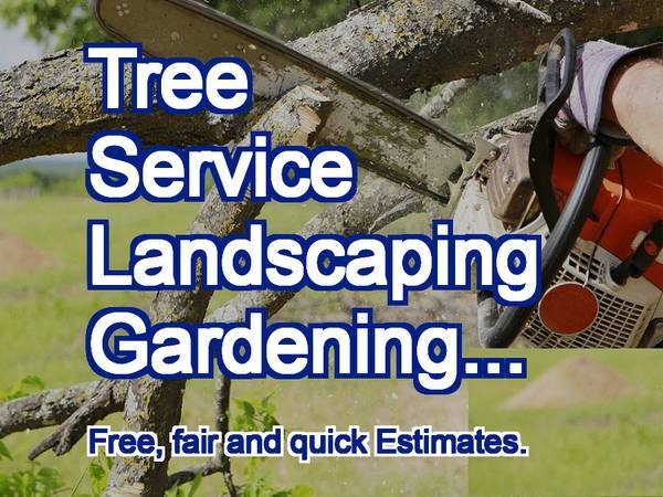 Certified Arborist Tree Care Services in Vancouver