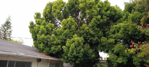 Toronto Professional Landscape Design and Construction Services