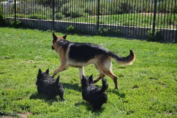 Loving Dog Cat Pet Care Homey Exceptional Boarding Reliable (Murrieta)