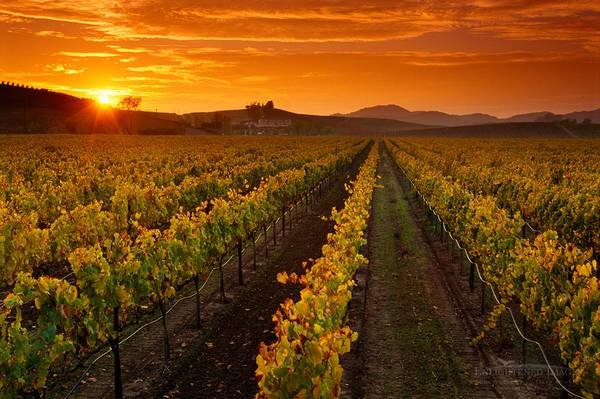 $35/hr. Designated Driver - Santa Barbara Wine Country - (Santa Barbara)