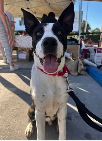 Short-Term Foster Needed for Border Collie/Lab Mix (Glendale)