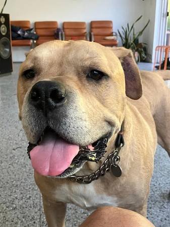 Paid Stipend to Foster Dog Named Leo (Culver City)