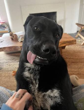 Paid Stipend to Foster Dog Named Axel