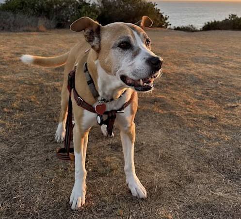 Paid Stipend Opportunity to Foster and Save a Dog's Life (Long Beach)